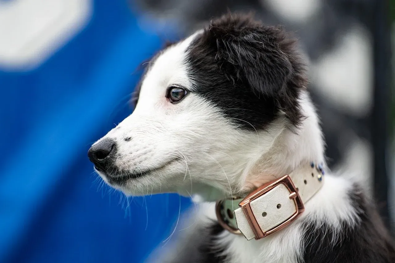 The Genius Behind the Gaze: What Makes Border Collies So Smart (Image Credits: Pixabay)