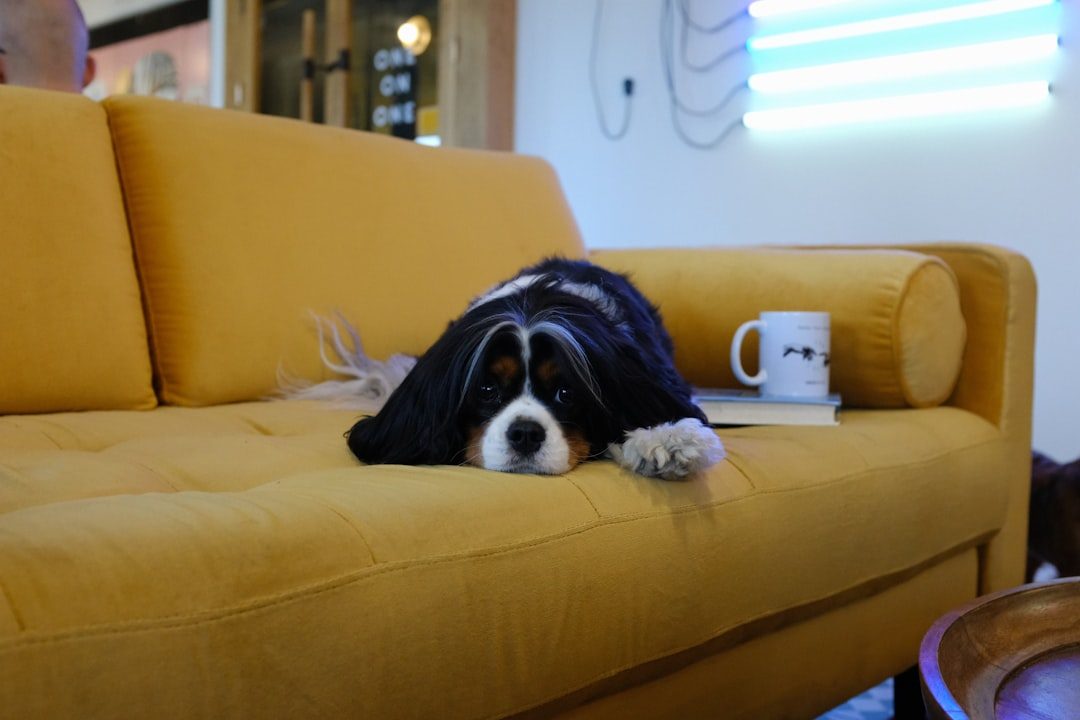 Bernese Mountain Dog: The Alpine Couch Lover (Image Credits: Unsplash)