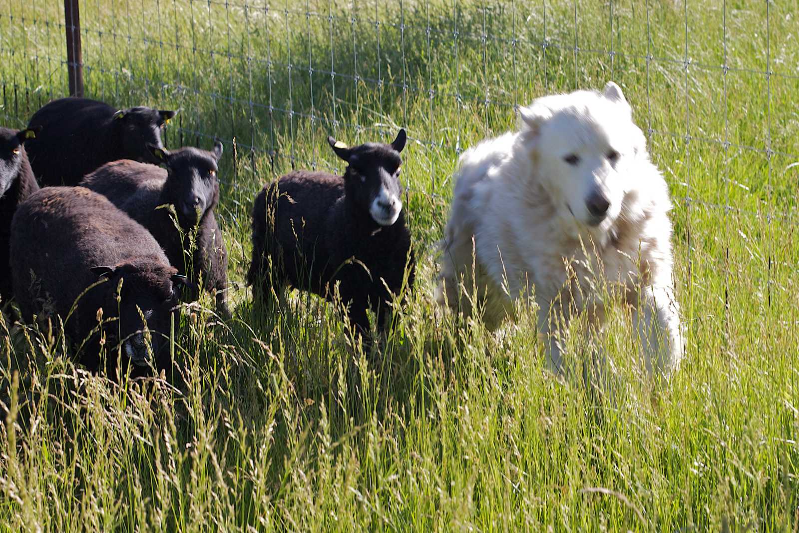 Conclusion (Image Credits: Wikimedia)