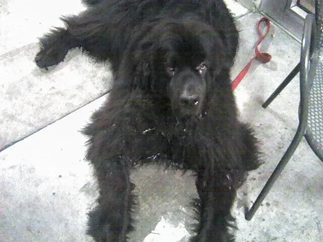 The Newfoundland: The Gentle Giant Water Rescue Specialist (Image Credits: Flickr)