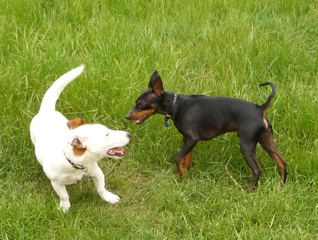 The Art of the Greeting: Canine Etiquette Up Close (Image Credits: Flickr)