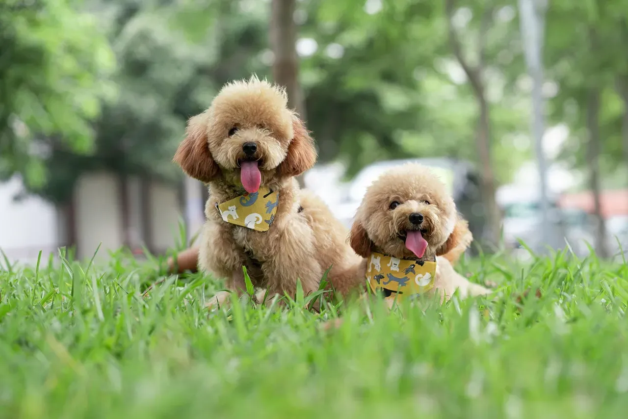 2. Toy Poodle: Brains, Beauty, and a Remarkable Lifespan (Image Credits: Pixabay)