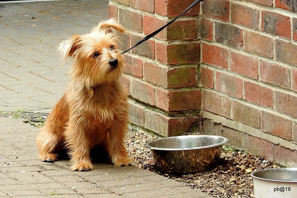 Norwich Terrier (Many thanks for all your likes and comments. Great, Flickr, CC BY 2.0)