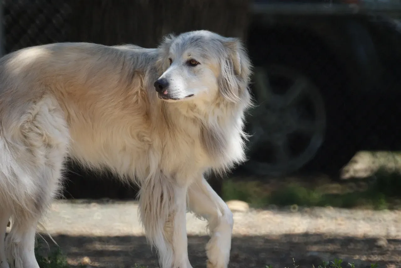 Conclusion: Choosing the Right Dog for Montana's Wild Spaces (Image Credits: Pixabay)