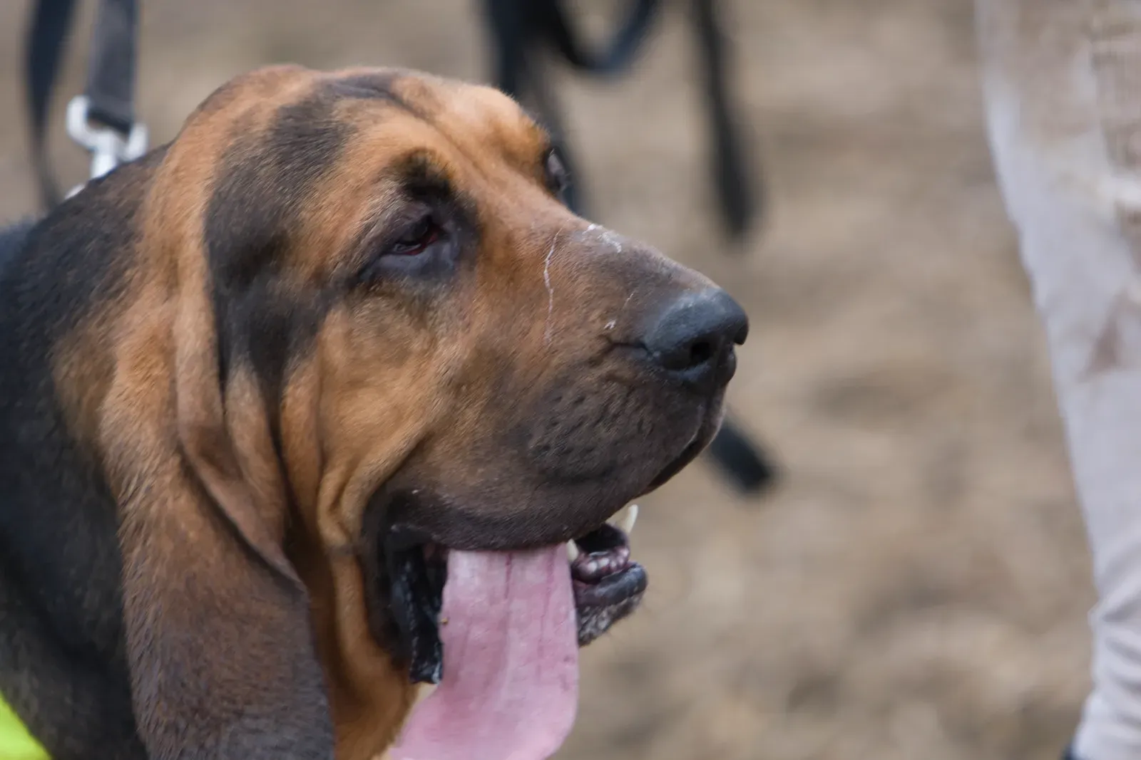4. Bloodhound: Those Famous Droopy Lips Come at a Price (Bloodhound Trials Feb 2008 -52, CC BY 2.0)