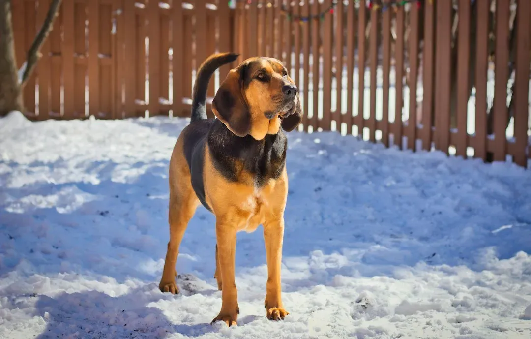 #4 - Their Ears and Loose Skin Are Tools, Not Just Cute Features (Image Credits: Unsplash)