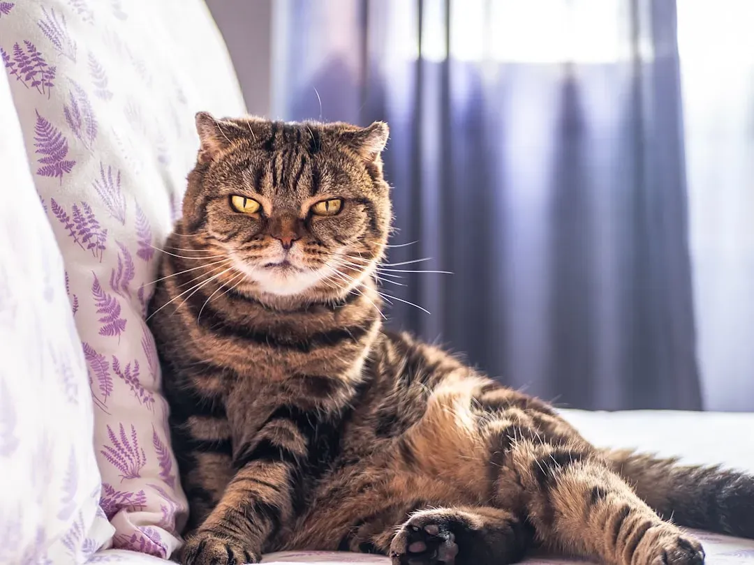 Scottish Fold: Cute Folded Ears With a Serious Skeletal Catch (Image Credits: Unsplash)