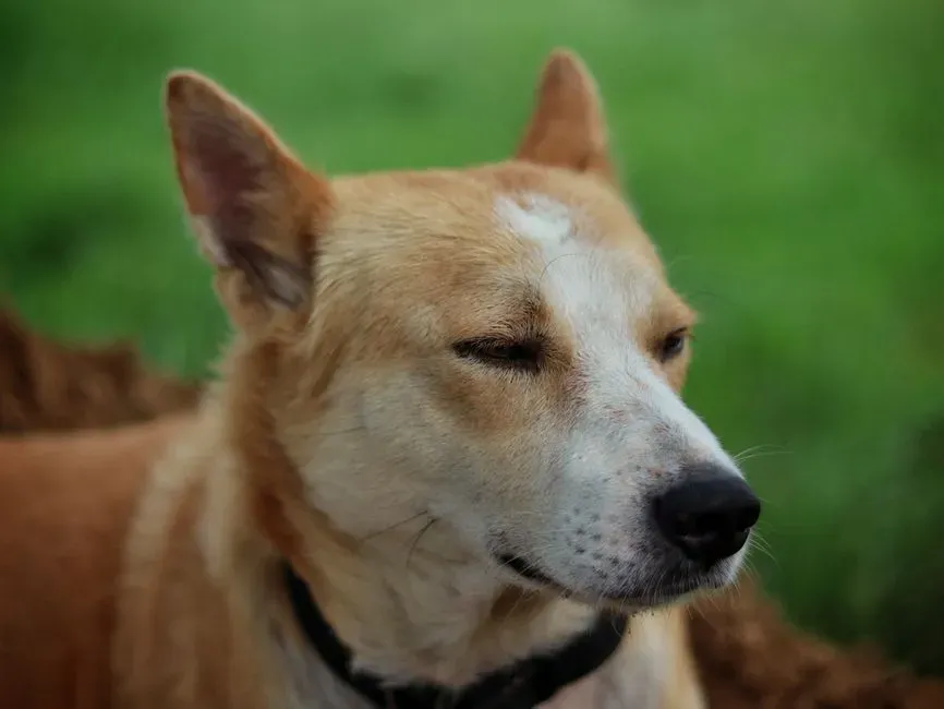 18. Canaan Dog: A Natural Desert Survivor (Image Credits: Pexels)