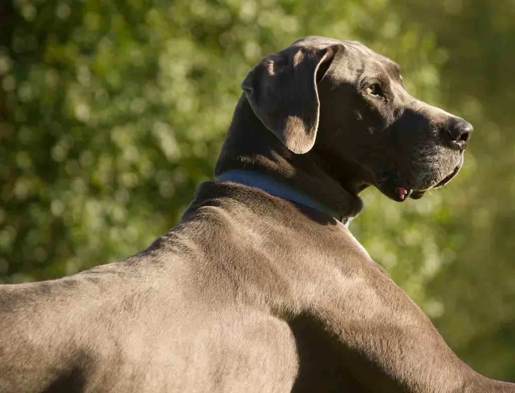 Great Dane: The Gentle Giant Who Thinks He's a Lapdog (Image Credits: Flickr)