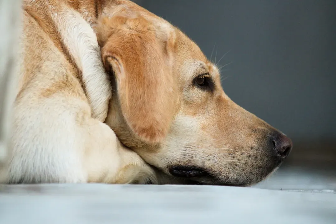 #7 - Labrador Retriever: The Friendly Dog with a Fragile Core (Image Credits: Unsplash)