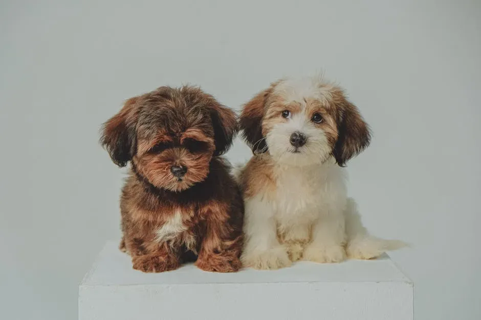 Havanese (Image Credits: Pexels)