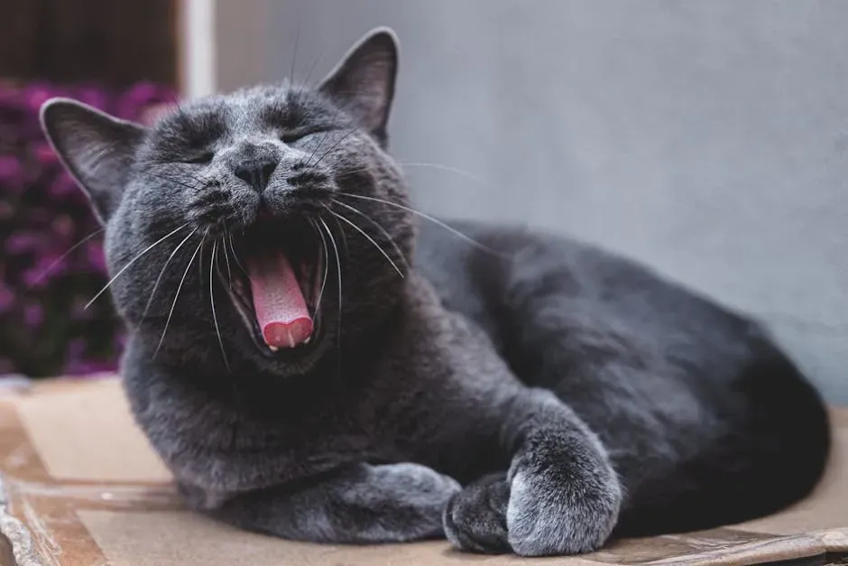 Russian Blue: Shy Soul in a Busy Household (Image Credits: Pexels)