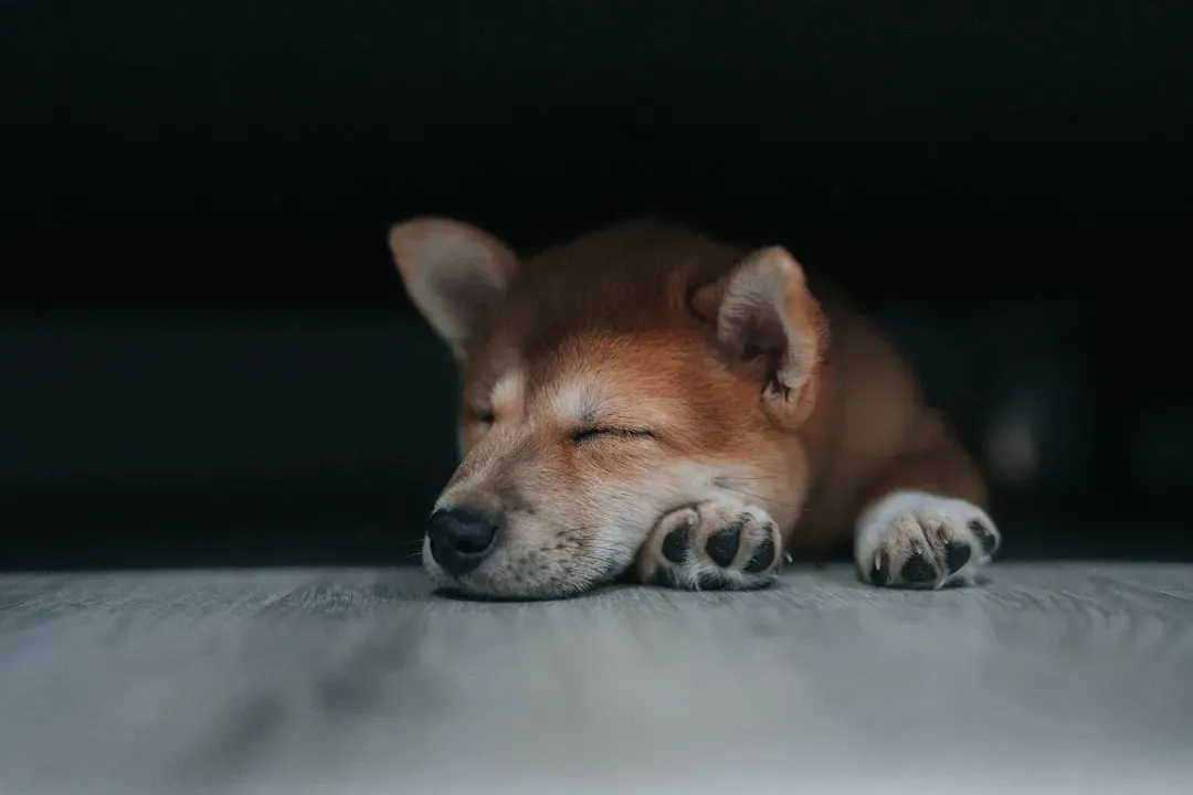 The Rhythm of Doggy Slumber (Image Credits: Unsplash)