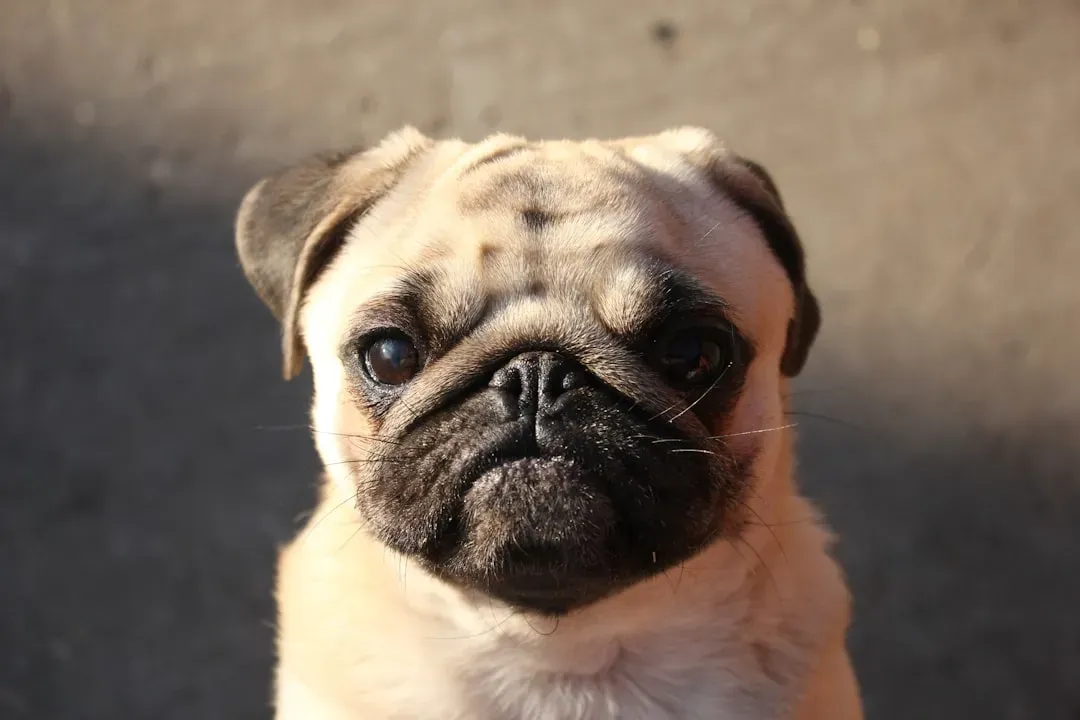 5. Pug - The Little Shadow With a Big Heart (Image Credits: Unsplash)