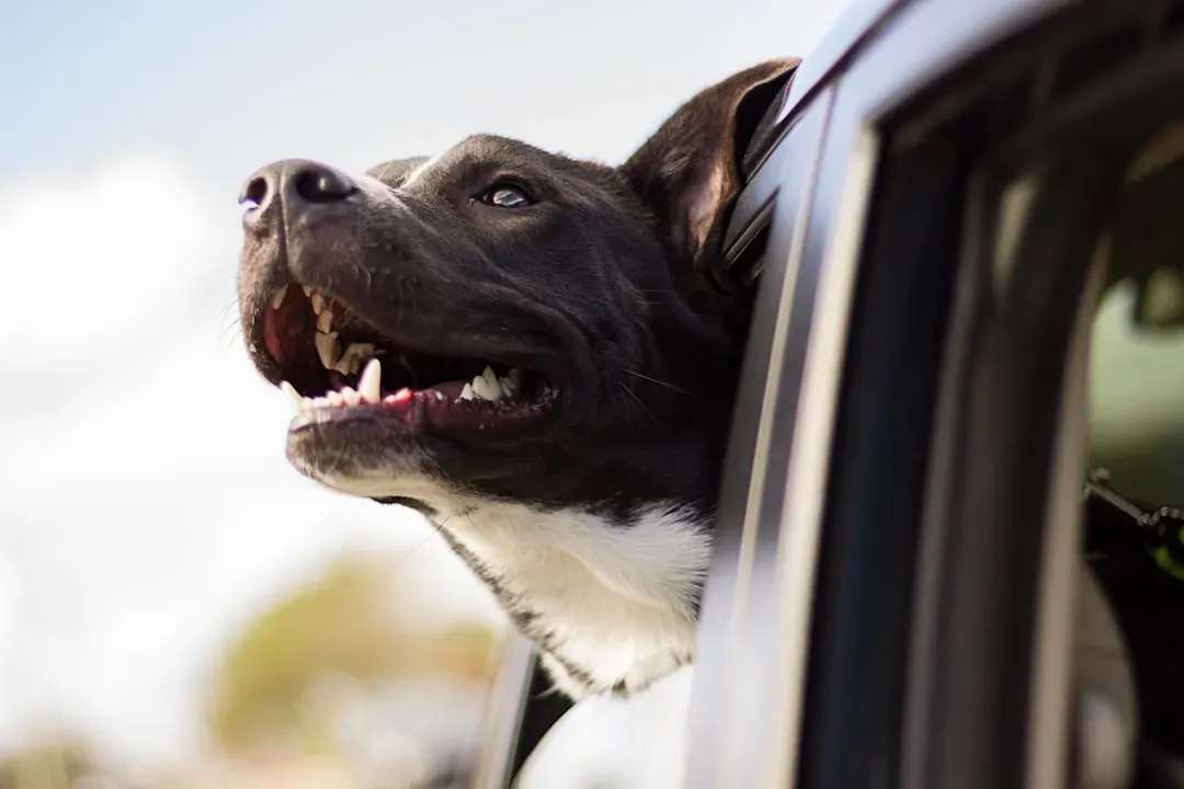 #9 - The "Let's Go for a Ride" Moment (Image Credits: Unsplash)