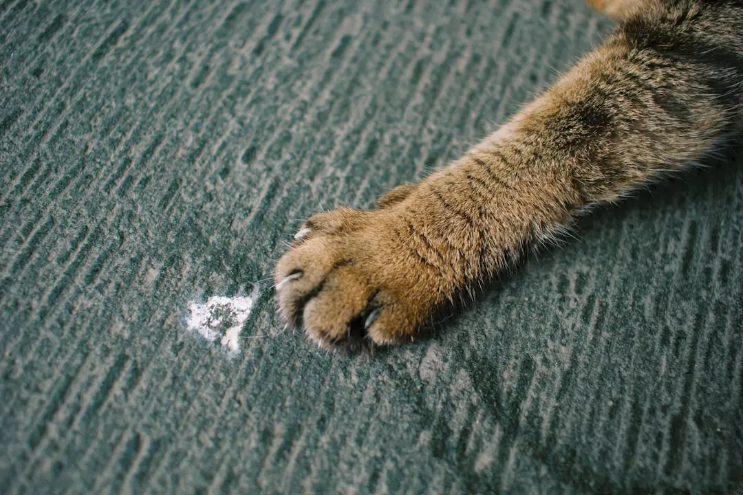 Wipe Those Paws After Every Walk (Image Credits: Unsplash)
