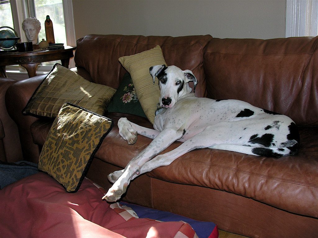 3. Great Dane: The Couch Potato Giant (Image Credits: Flickr)