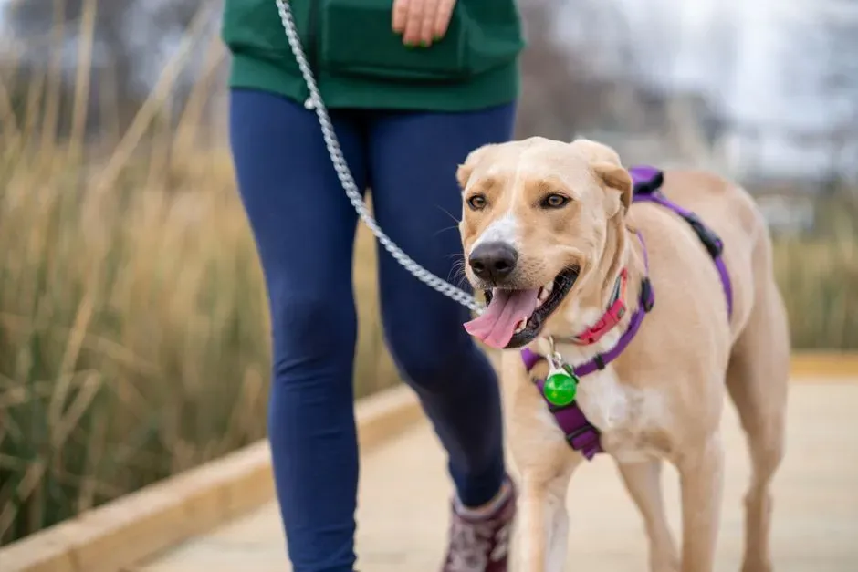 #2 – Ending Every Walk With Their Favorite Route Home (Image Credits: Pexels)