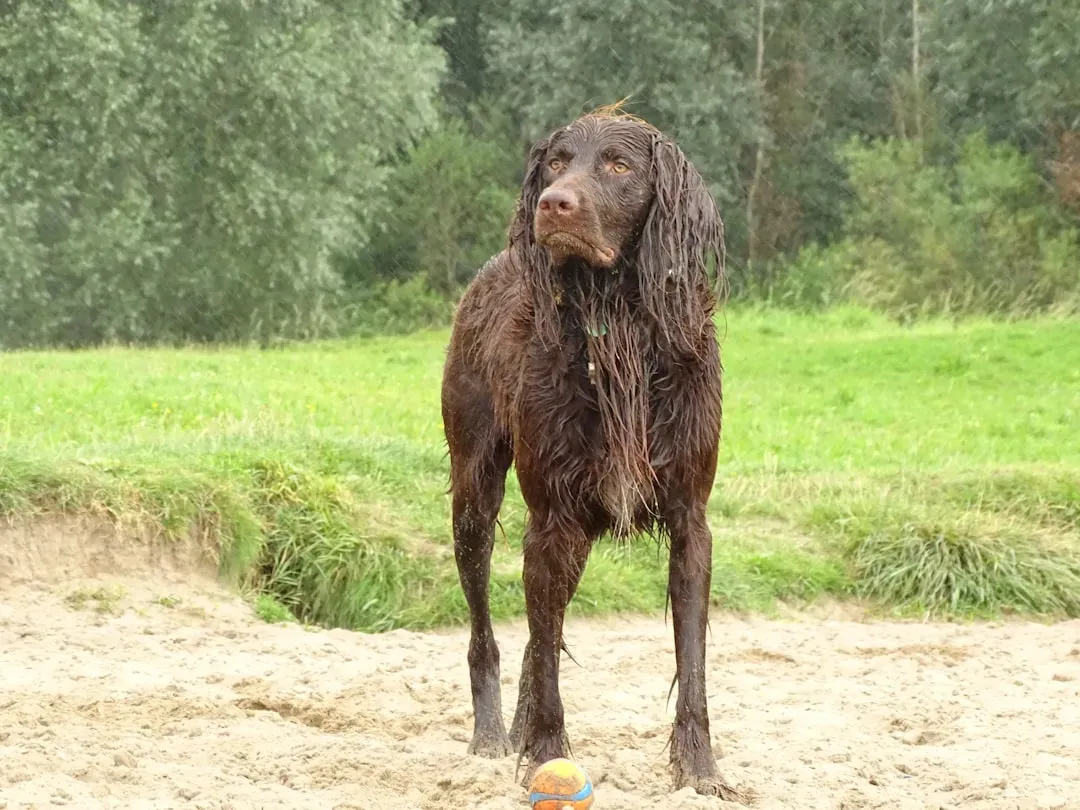 14. Irish Water Spaniel: The Curly-Coated Water Lover (Image Credits: Unsplash)