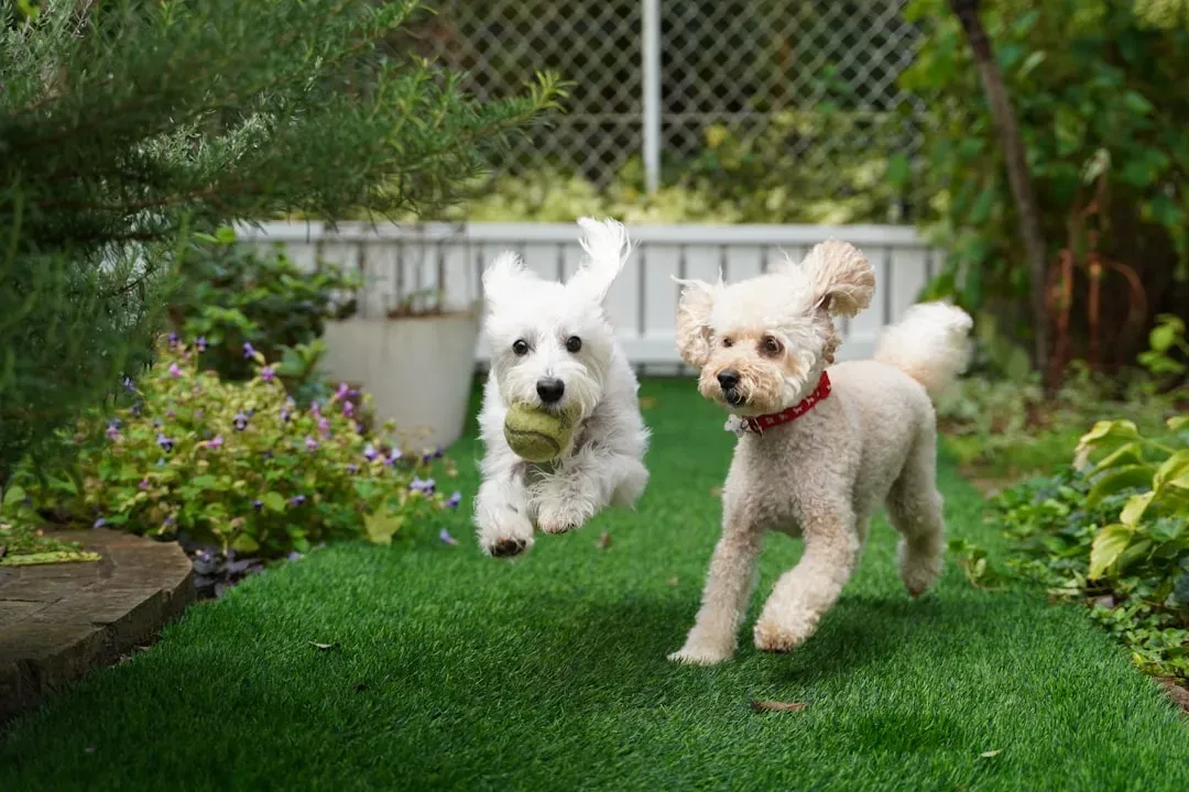 Conclusion: Designing a Garden That Loves Your Dog Back (Image Credits: Unsplash)