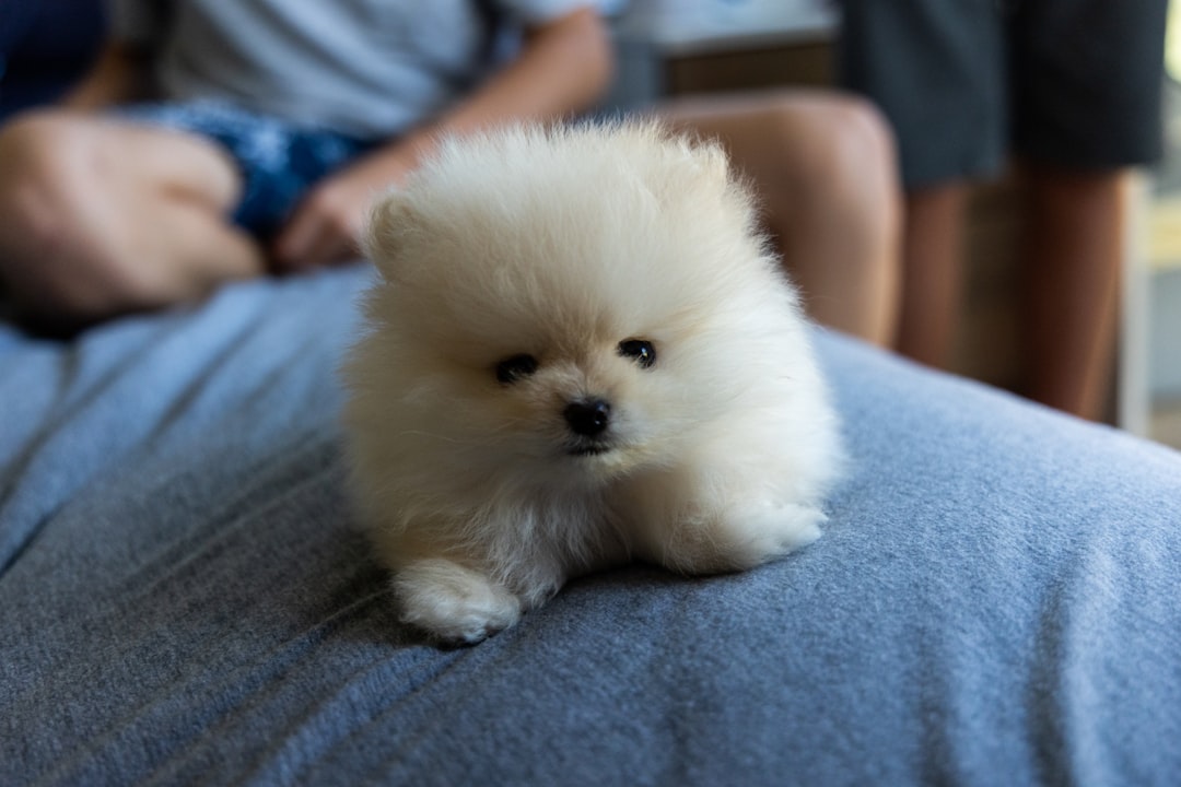 Pomeranian (Image Credits: Unsplash)