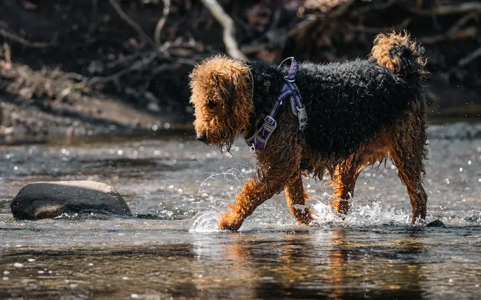 5. Airedale Terrier: The King Has a Scruffy Crown (Image Credits: Pexels)