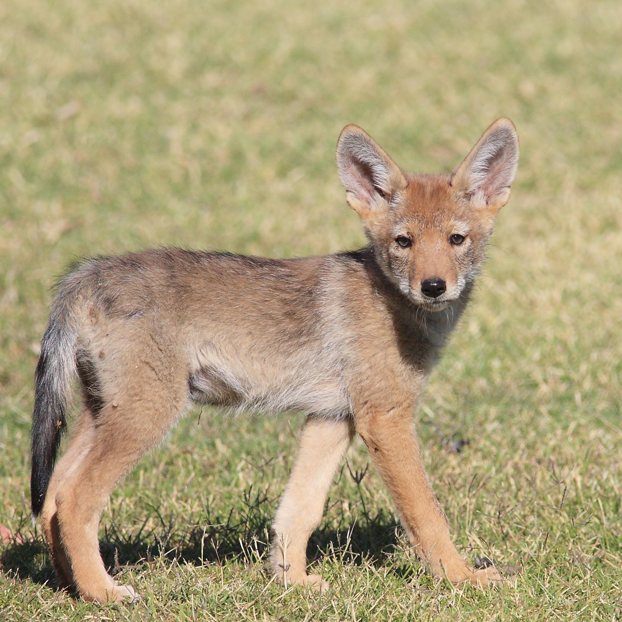 Dietary Demands and Nutritional Complexity (Image Credits: Wikimedia)