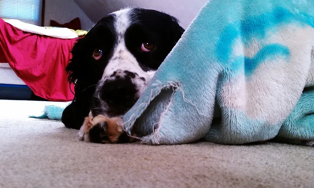 They're Suddenly Seeking Out Hiding Spots (Image Credits: Flickr)