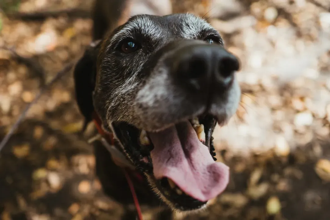 11. Noticeable Weight Loss, Heavy Panting, or Collapsing Episodes (Not Normal) (Image Credits: Unsplash)