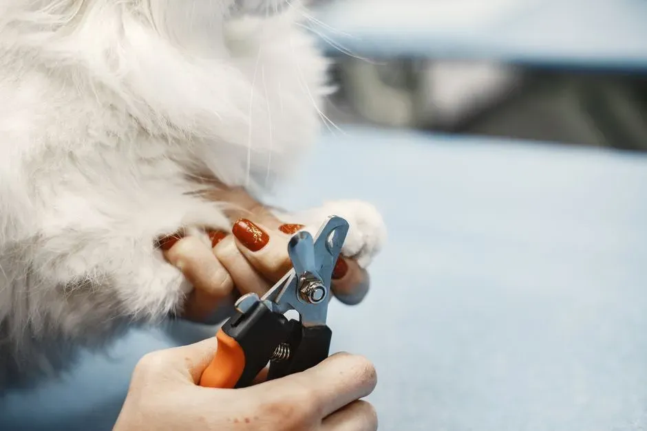 #4 - Letting You Mess With Their Paws, Ears, and Mouth (Image Credits: Pexels)
