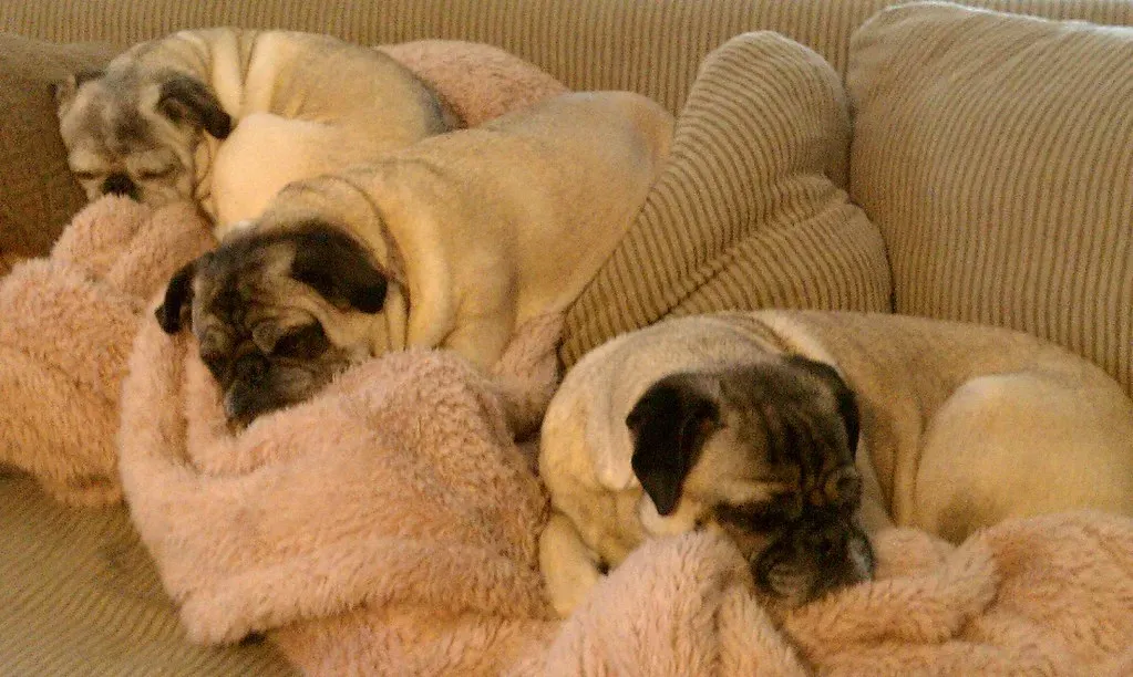 6. Pug: A Lap Dog That Was Born to Lounge (scottallenonline, Flickr, CC BY 2.0)