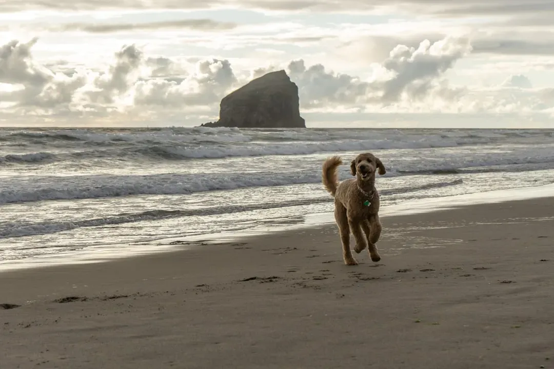 Cannon Beach, Oregon: A Coastal Town Where Dogs Belong (Image Credits: Unsplash)