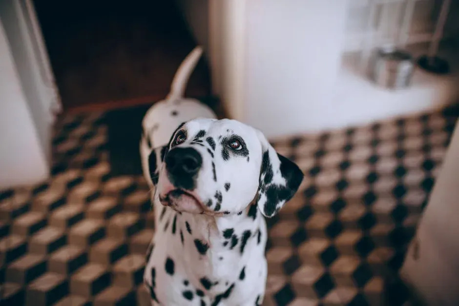 They Growl at Specific Spots on the Floor (Image Credits: Pexels)