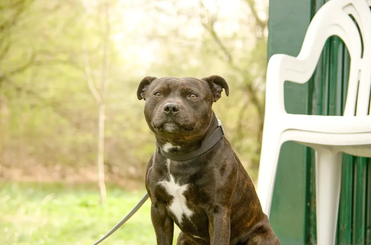 Health Signs Every Staffy Owner Should Know (Image Credits: Pixabay)