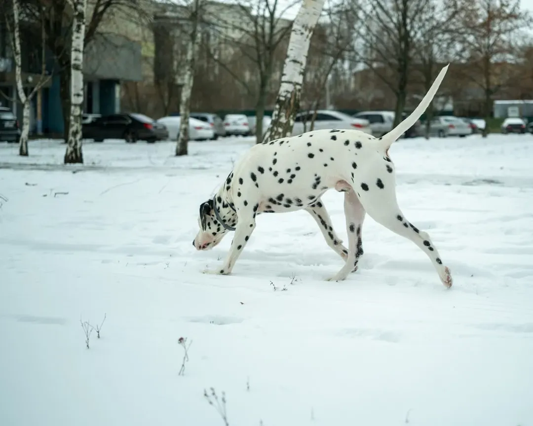 2. Walks Turn From “Let’s Go!” to “Do We Have To?” (Image Credits: Unsplash)