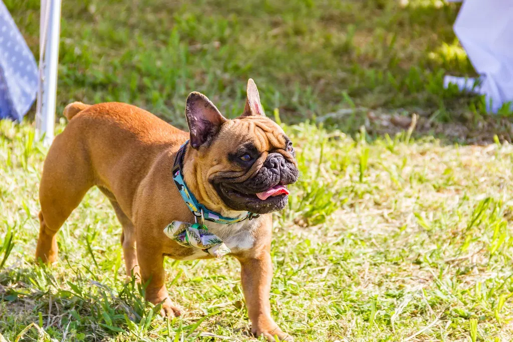 What You Can Actually Do to Help Your Dog (lua.bittencourt, Flickr, CC BY 2.0)