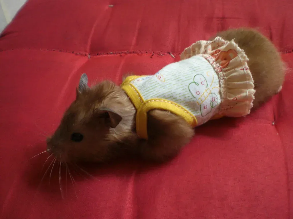 #5: Not Providing Enough Bedding Depth (Shika Kaoin, Flickr, CC BY 2.0)
