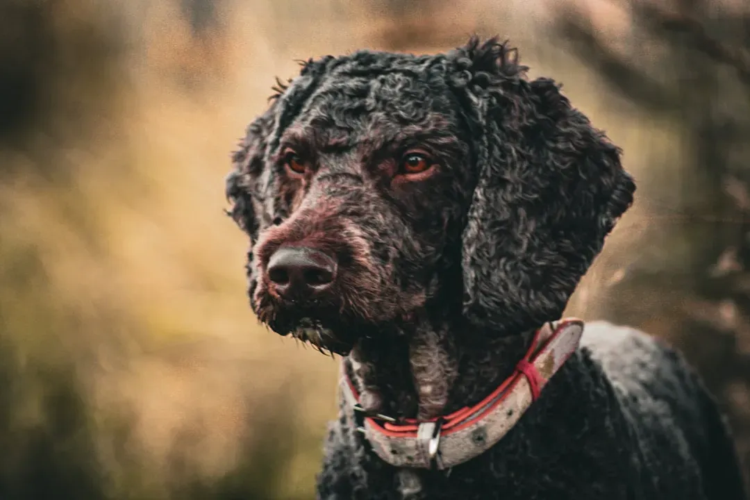 Irish Water Spaniel (Image Credits: Unsplash)