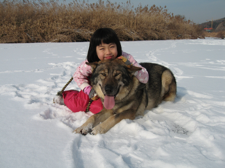 The Limits and Realities of Canine Empathy (Image Credits: Wikimedia)