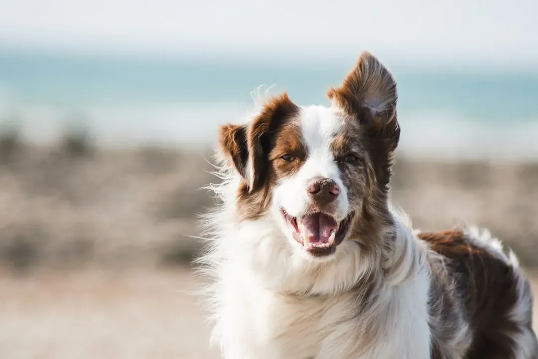 #26 - You'll Realize They Trained You Just as Much as You Trained Them (Image Credits: Unsplash)