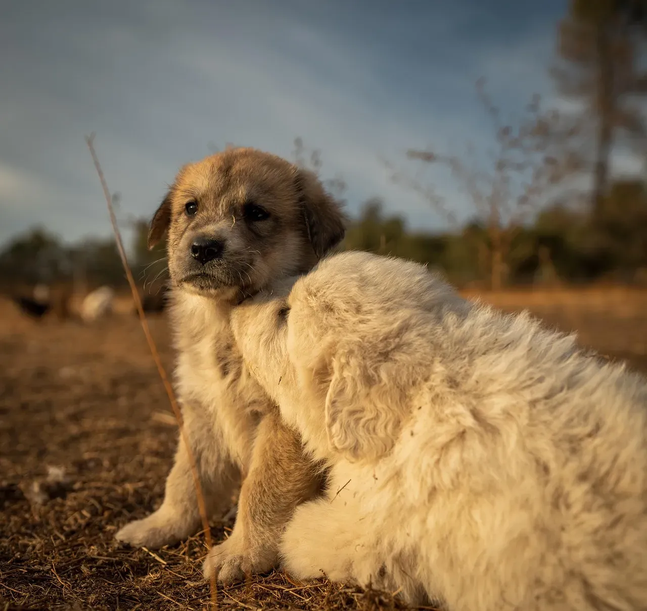 Great Pyrenees (Image Credits: Pixabay)