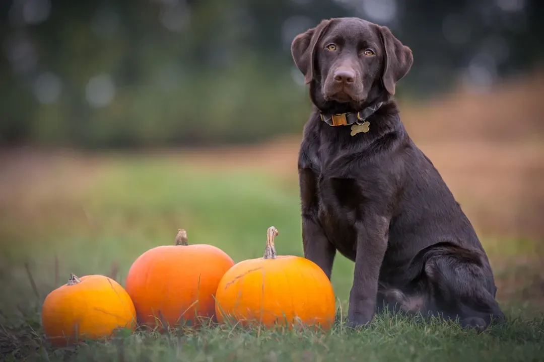 7. Forgetting That Wildlife Behavior Changes in Fall (Image Credits: Unsplash)