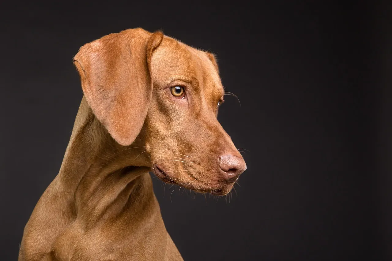 What “Left Gaze Bias” Actually Means in Dog Behavior (Image Credits: Pixabay)