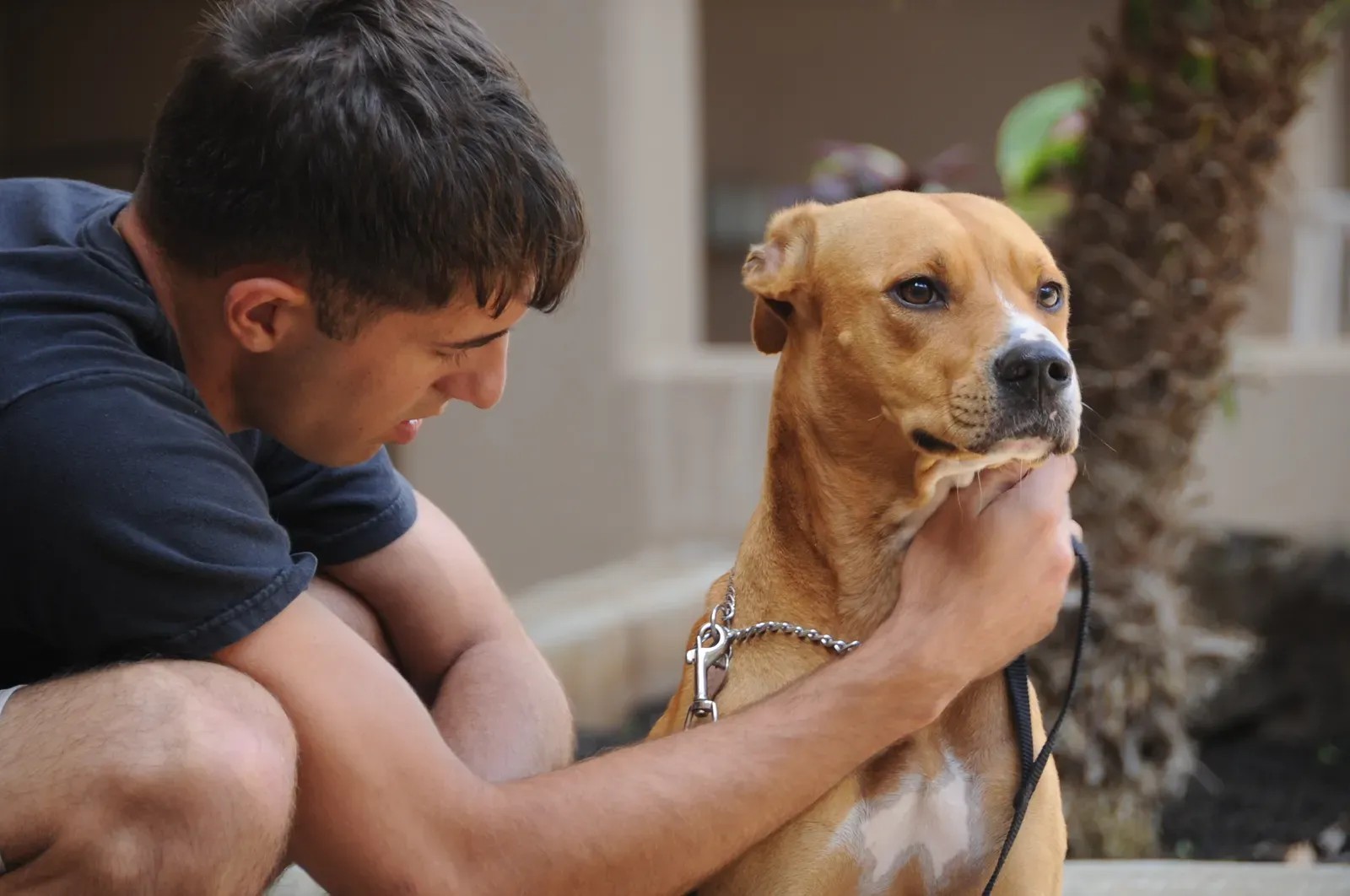 The Healing Power They Bring to Our Hearts (Image Credits: Wikimedia)