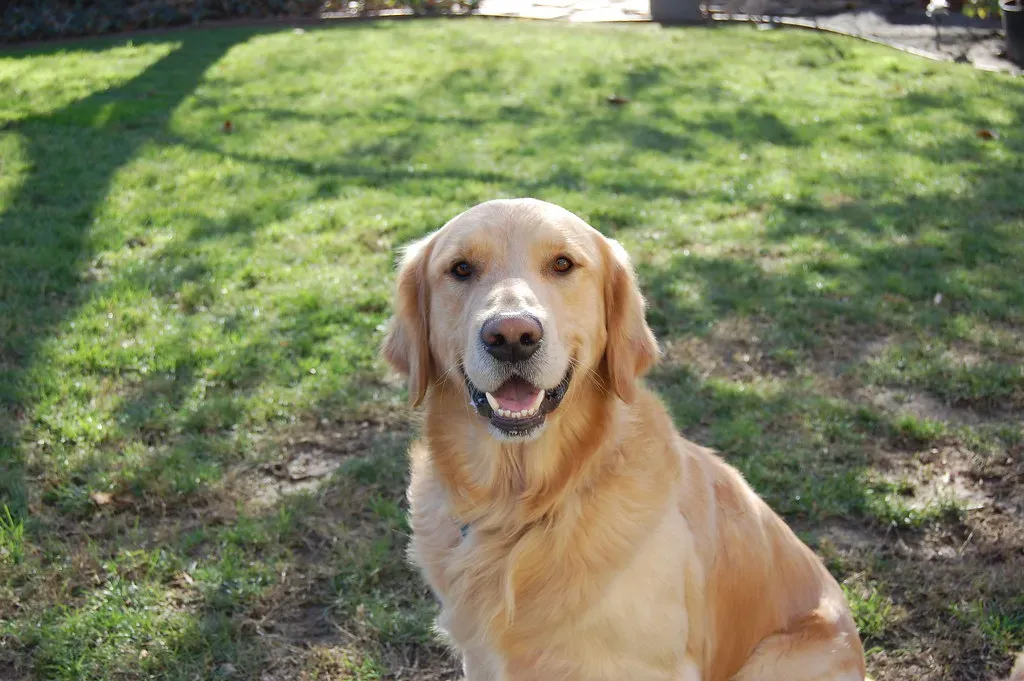 The Golden Retriever: All Heart, Zero Intimidation (Image Credits: Flickr)