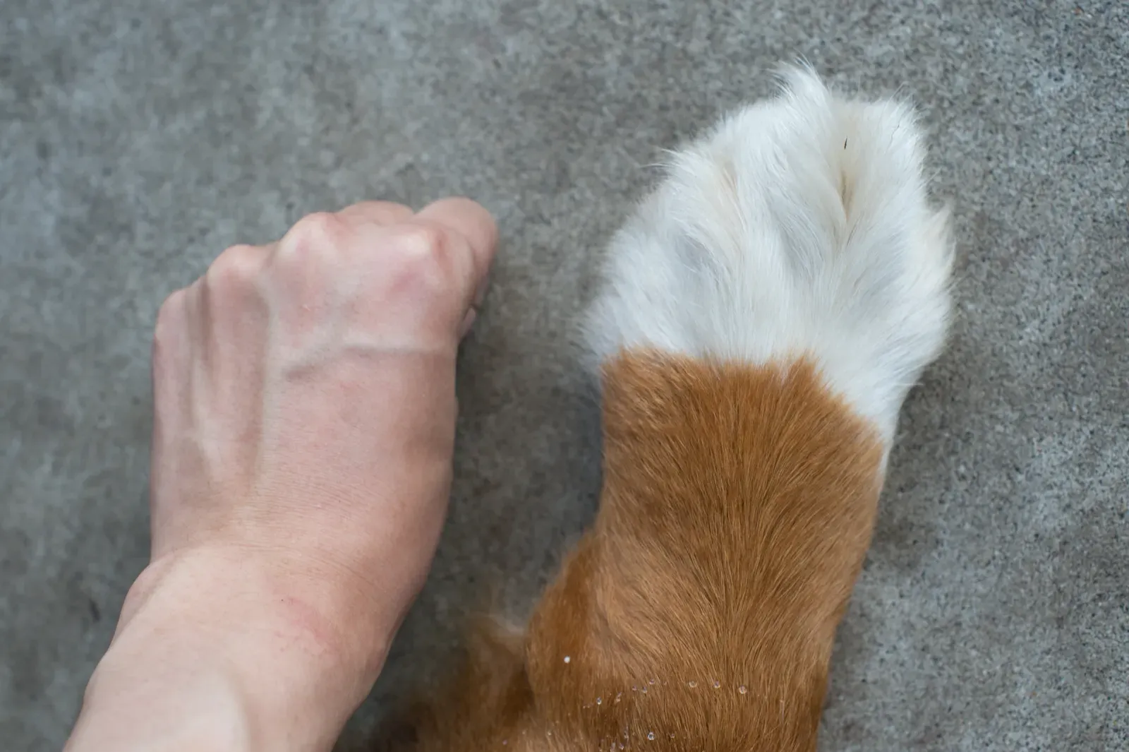 Between the Toes: The Forgotten Zone (Image Credits: Wikimedia)