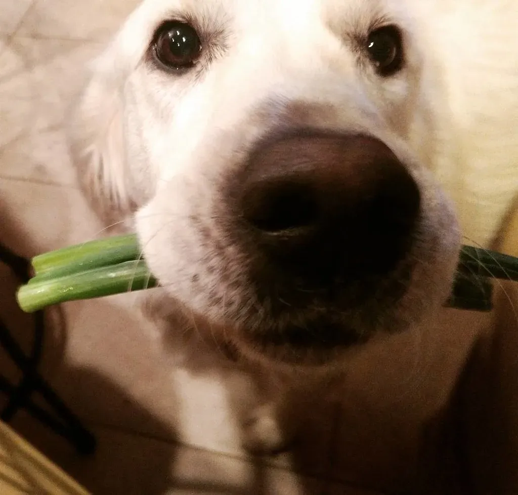 1. A Nose That Can Literally Save Your Life (rvanarsdale, Flickr, CC BY 2.0)