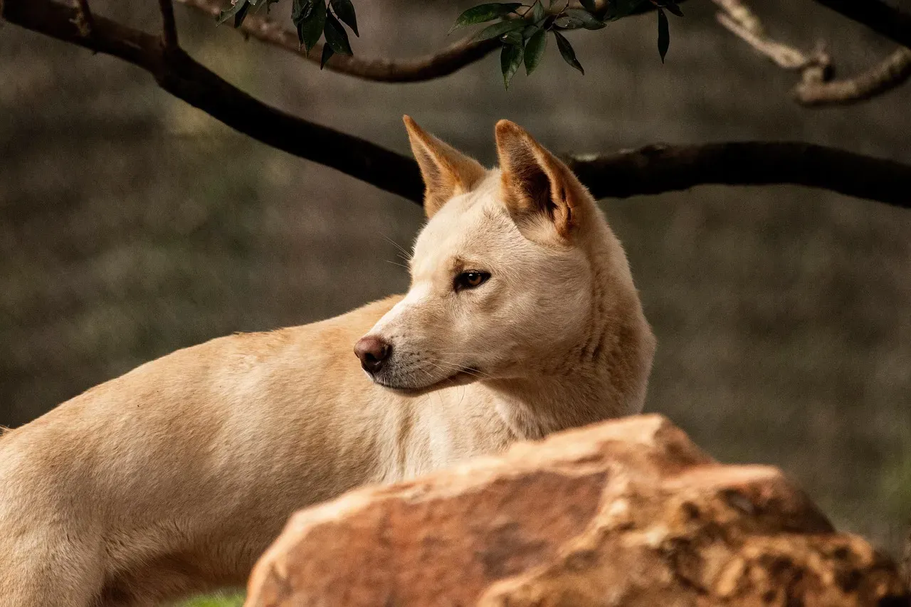 1. Dingoes Aren’t Just “Wild Dogs” – They’re Their Own Thing (Image Credits: Pixabay)