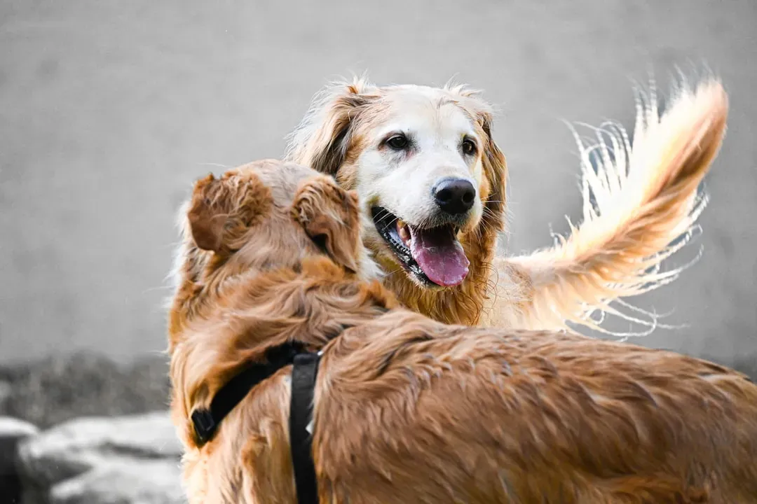 #10 - They Celebrate Your Return Like Nothing Else Matters (Image Credits: Unsplash)