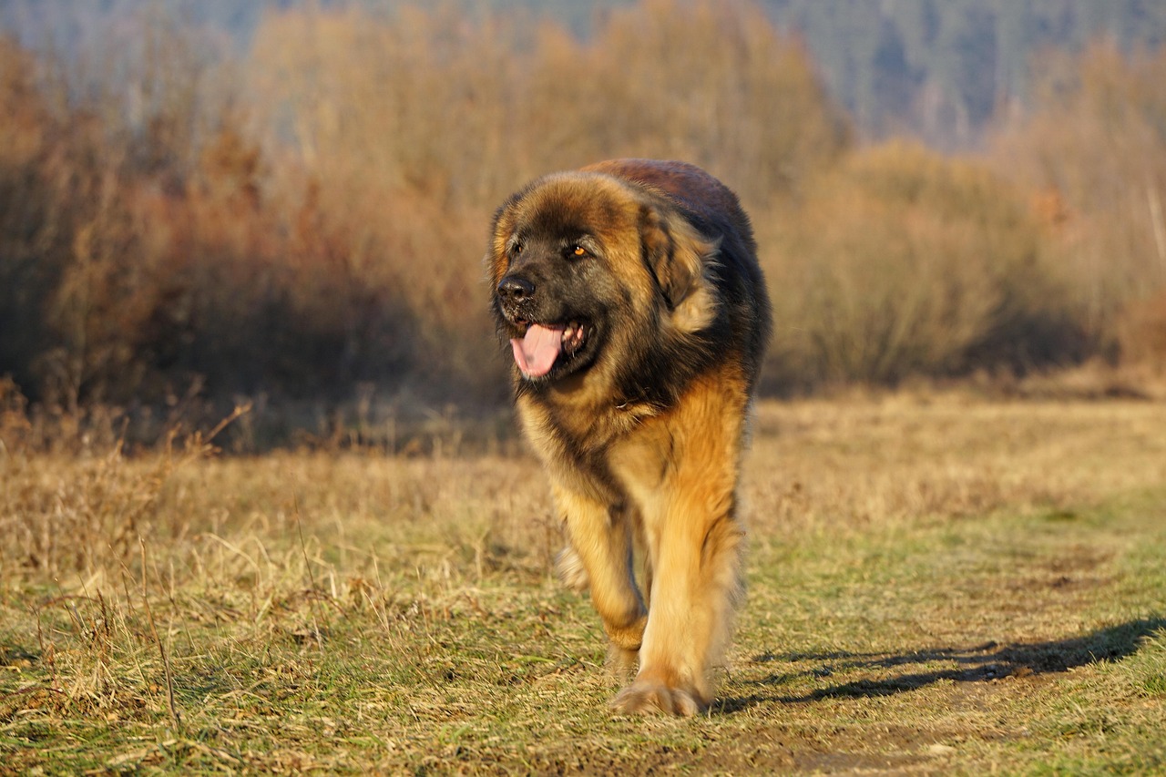 Leonberger - The Lion-Hearted Teddy Bear (Image Credits: Pixabay)
